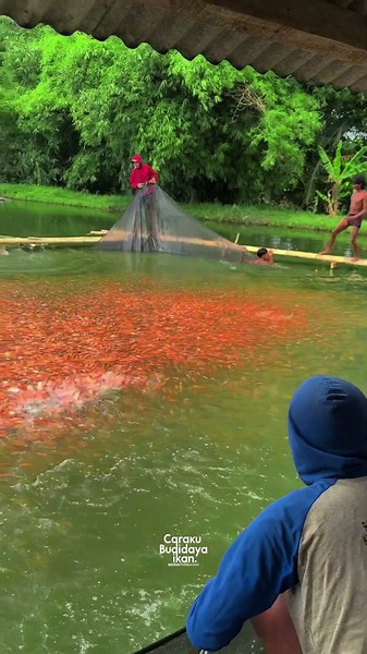 How to Catching 200k red tilapia in an earthen pond 🐟