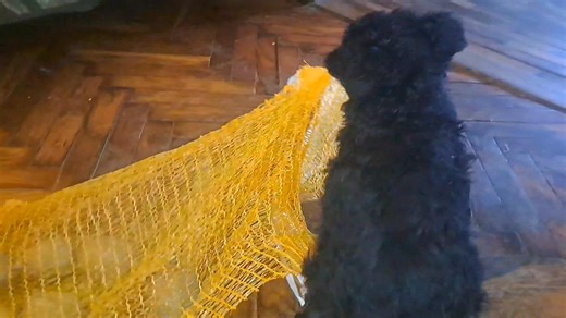 1.9K reactions · 111 comments | Dobrojtro papucari,kako ide kuhanje ručka?Mene kad Sandra natjera da kuham nedjeljni ručak,srećom,sad imam vjernog psa koji mi pomaže i donosi krumpir! | Hrvoje Mužević | Facebook