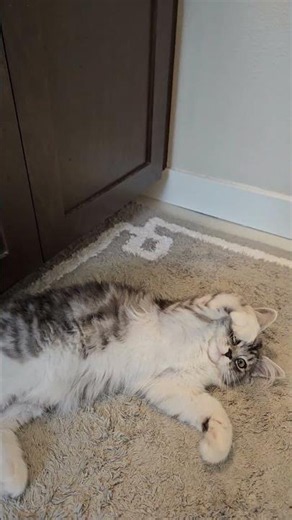 Cute 3-Month-Old Siberian Cat Pusha: Leave Me Alone! #cat #catlife #siberiancat #kitten