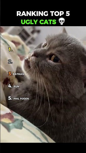 Ranking Top 5 Ugly Cats