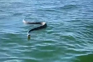 Video of diamondback rattlesnake swimming on Texas lake unnerves Internet