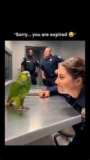 VibeOfVictoryy on Instagram: "This post shows a humorous clip in which a woman iokingly asks a talking parrot if it would marry her. The exchange takes an unexpected turn wher she mentions her age - 31 - and the parrot responds with a blunt "sorry, you are expired," triggering laughter. The moment works because of the contrast between plavful flirting and the parrot's shockingly direct reply. Talking parrots often mimic phrases they've heard without understanding context, which can result in res