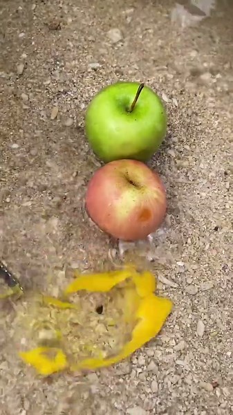 How Did an Egg Come Out of an Apple?