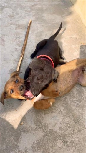 Jerman shepherds #Viral #comedy #Video #shorts#Trending #vlog #ytshorts #short #funny #reels #ai