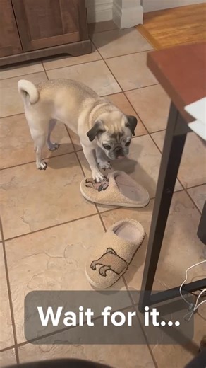 Jade The Pug Life on Instagram: "Wait for it… #pug #puglovers #puglove #pugsofinstagram #asmr"