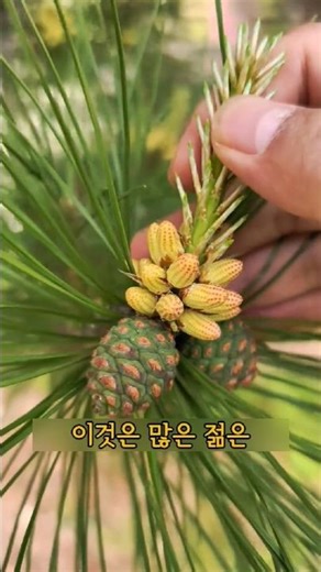 The Amazing Benefits of a Single Pine Cone