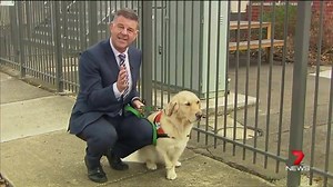 Stumpy the dog helps students at a Victorian school learn how to read. www.7news.com.au #7News | 7NEWS Brisbane