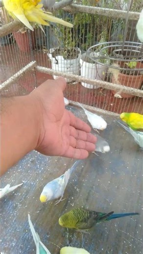 🔊 Natural Budgie Sounds That Melt Your Heart 💚