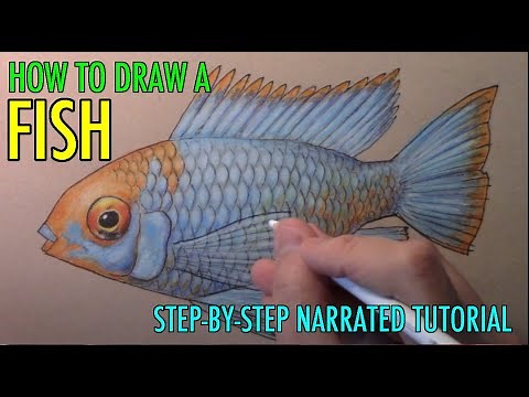 How to Draw a Fish, Full Color: Narrated Step-by-Step Tutorial
