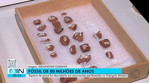 Fóssil de nova espécie de peixe está em exposição no museu da UFTM, em Uberaba