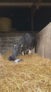 173K views · 4.6K reactions | The second oldest cow in the herd, the 12 year old Kilsunny Lucy 11 EX90 5E has calved with her 11th calf  Long lasting, trouble free cows are the hallmark of the British Friesian breed  #autumncalving #milk365 #lovecows #britishfriesian | Kilsunny Pedigree Herds | Facebook
