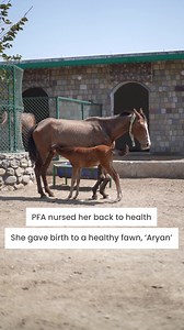 Forced to carry heavy loads day and night, thousands of working animals lose their lives at tourist destinations each year. Help Gauri protect them from abuse and exploitation. Donate now. | Give