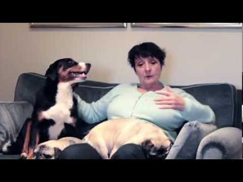 WauTV - Rasseportrait Appenzeller Sennenhund