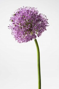 When to Divide Giant Alliums?