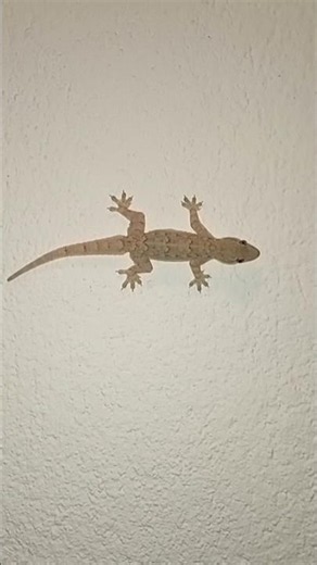 House Lizard Gecko Sound #gecko #lizard #shortsvideo
