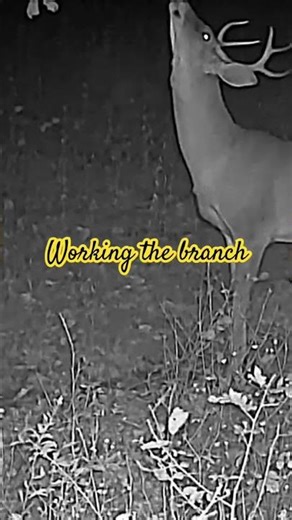 Kentucky buck working an licking branch above scrape