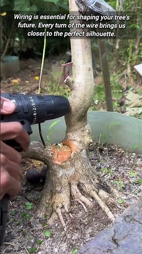 How To Use Wire For Perfect Bonsai Tree Styling