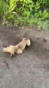 1.9M views · 42K reactions | How to properly walk!  Credits:  @adventuresofbuoy | BusterBox | Facebook