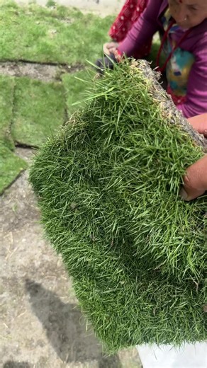 Dubo available: how to get DuboGrass product now