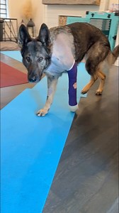 ✨ From surgery ➡️ to swimming ✨This girl has fought through every setback with so much strength and heart. 🥹💜May was surgery. June was learning to walk again. July & August were healing, step by step… and now September gave us the moment we’ve all been waiting for: Jade’s first swim back. 💦🐾Proud doesn’t even begin to cover it. Drop a 💜 for Jade’s comeback! #BraveJade #Housewolf #GermanShepherd #RecoveryJourney #DogReel #StrongGirl | Jade the Sable GSD