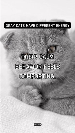 Gray cats often seem emotionally wise. Their calm behavior feels comforting.