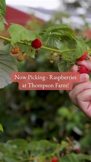 🍓 FANTASTIC PICKING: Raspberries is in FULL FORCE at Thompson Farm in Bristol, WI! Bring the family or a friend for some berry-picking fun! 🤩 No tickets or reservations—just show up and fill a basket with fresh, juicy raspberries for $16/quart. Open Wednesday–Sunday, 10 AM–6PM. Create sweet summer memories one berry at a time! 🧺♥️🌞 | Thompson Farm