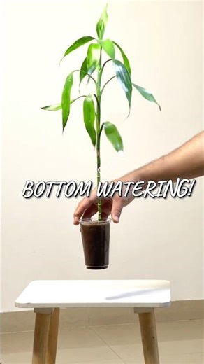 Bottom Watering Lucky Bamboo With Hydrogen Peroxide — Does H2O2 Actually Help?