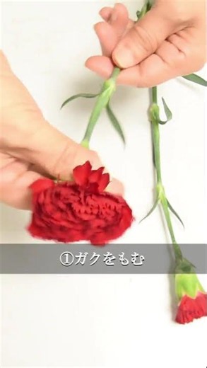 一瞬で変わる！カーネーションを3倍に咲かせる簡単テク