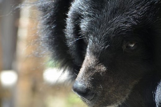 熊が冬眠する時期と理由！冬眠に選ぶ場所は？冬眠中の出産や食事の事情も！