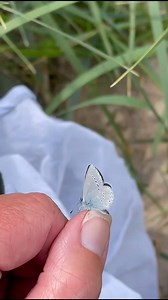 Celebrating Small Blue Week with some BIG news! 💙 Scotland has seen a boom in Small Blue numbers following the warm spring weather this year. One Butterfly Conservation volunteer counted a staggering 523 of these tiny butterflies in just an hour-and-a-half at the Balnagown Estate near Invergordon, while other volunteers have discovered two new colonies of the species. Since 1983, the national distribution of Small Blue has decreased by 43%. In Scotland its abundance (number of individuals count