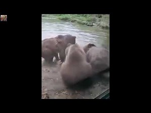 【閲覧注意※】熊が狼を食べる衝撃映像