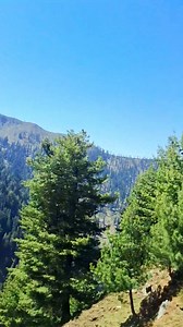 92K views · 9K reactions | Forest covered mountain Mesmerizing beautiful nature | Islamic peace page | Facebook