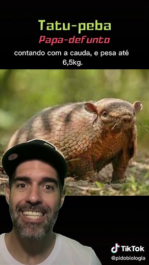 Curiosidades sobre o Tatu: Descubra o que esse animal come!