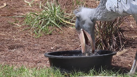 13K views · 478 reactions | Aviary Animal Care Professional (and shoebill stork super fan) Marcus goes into some more details about these incredible animals! #ZooTampa #Zoos #Shoebills #Birds #UnlockTampaBay #Tampa | ZooTampa at Lowry Park | Facebook