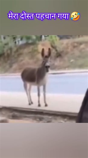 Funny donkey 🤣 #comedy #funny #donkey #shorts