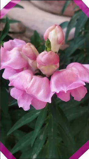 Snapdragon #Antirrhinum#Pink Flower