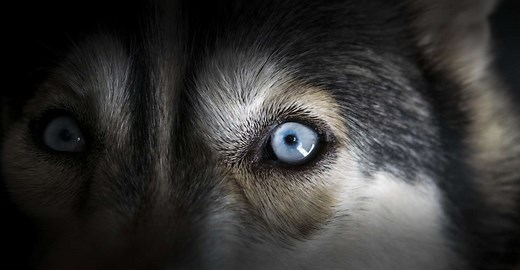 Comment les chiens voient-ils le monde ?