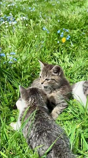 Two Kittens Playing in the Flowers 🐱🌸 | Too Cute to Ignore! #cat #animals #kitten
