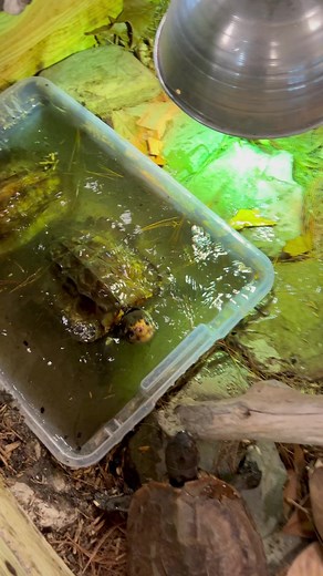 56K views · 4.9K reactions | Endangered Turtle Goes Berserk!  #sulawesi #sulawesiforestturtle #endangeredspecies #saveturtles #otistheturtle #animaleducation #facts #learning #turtle #herpetology #animalfacts #wildliferehabber #turtles #DidYouKnow | Garden State Tortoise | Facebook