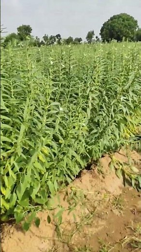 The Complete Guide to Growing Sesame Crop