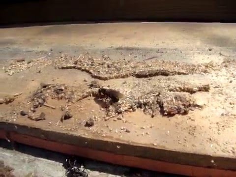 Carpenter Ant Attack !