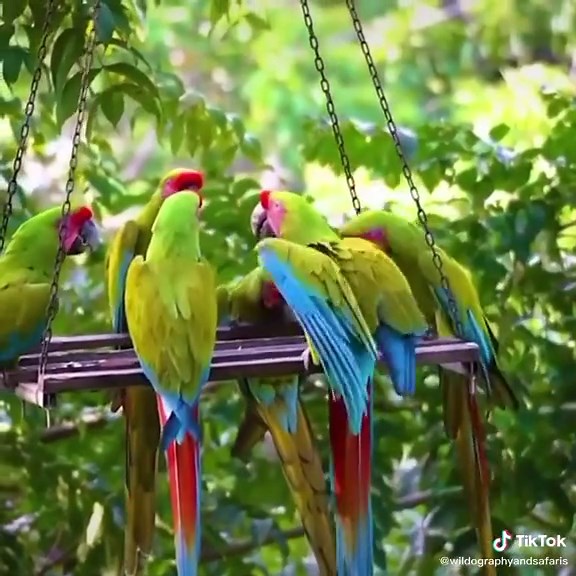 The Great Green #Macaw is an #endangeredspecies, with only 1500 worldwide & approx 350 in #CostaRica in 2009. #endangeredbirds #fyi #fyp #birds #free