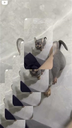 Smug Smugly Smugpuppy Found IRL #smug #funny #memes #idkwhattoputhere #thisisalotofhashtags #edit
