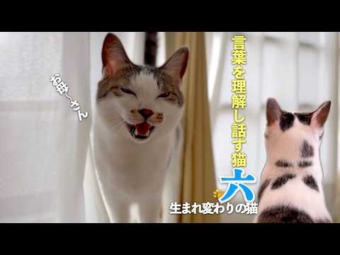 おしゃべり猫の六は言葉を理解して、しゃべる猫。今回は最後までおしゃべり満載ですよ〜。雷の日の頼もしい愛猫もご覧ください | [生まれ変わりの猫] 六 (Roku)