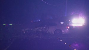 Tree falls onto car, killing 1
