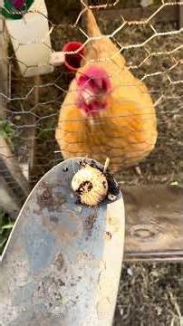 The "Wholesome" Choice: My Chicky Chick’s Favorite Grub Treat!