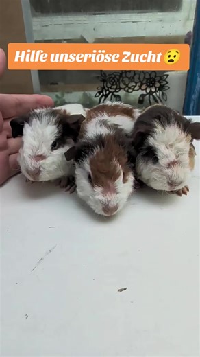 Understanding Guinea Pig Breeding: Tips and Warnings