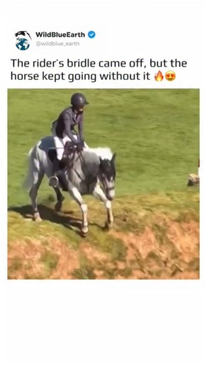 WildBlueEarth on Instagram: "In 2023, at the British Speed Derby in Hickstead, rider Harriet Biddick and her horse Silver Lift faced a dramatic moment when the bridle snapped — yet the rider continued the course without it. Despite the risk and suddenness of the situation, the horse did not lose focus, completed part of the track, and guided Harriet safely toward the exit of the arena. After that, the team decided to withdraw, as required by safety regulations. This incident demonstrated the rem