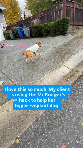 1.1K views | Dogs are aliens in our weird human world. Sophie had a...