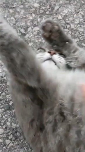 POV: you are healed by a purring grey cat while its calico friend watches.